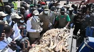 Customs, NESREA Seize Elephant Tusks Worth ₦126.3 Million, Arrest Four Suspects